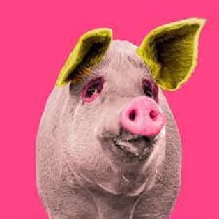 Pigcasso
