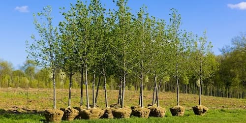 Tree Planting