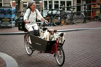 An Amsterdammer carrying her dogs on a cargo bike