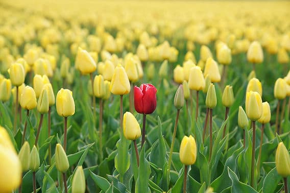 Flowers in field